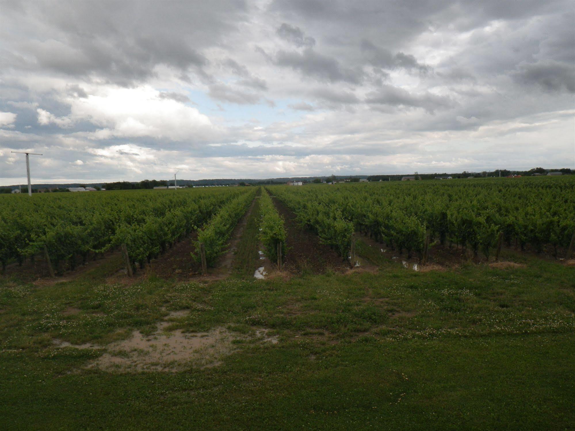 A Vineyard View Bed And Breakfast Niagara-on-the-Lake Bagian luar foto